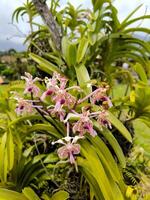 vanda tricolor orquídea floraciones en jardín foto