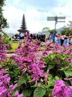 Purple salvia flowers blooming in the eden garden photo