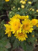 Beautiful yellow chrysanthemum or Chrysanthemum indicum flowers, commonly used for decorating flower bouquets photo