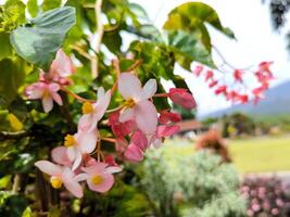 Flamboyant or Begonia flowers are blooming in the garden photo