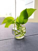 Devil's ivy or Epipremnum aureum, for decoration on the table photo