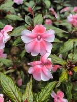 Impatiens hawkeri flowers are blooming in the garden, has bright colour photo