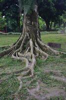 raíz de grande árbol en el jardín, serpiente raíz Mira me gusta foto