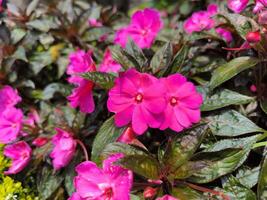 Impatiens hawkeri flowers are blooming in the garden, has bright colour photo