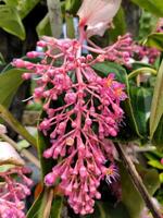 Flamboyant or Begonia flowers are blooming in the garden photo