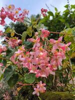 Flamboyant or Begonia flowers are blooming in the garden photo