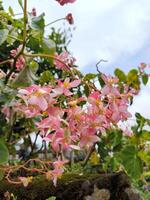 Flamboyant or Begonia flowers are blooming in the garden photo