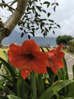 Amaryllis or Hippeastrum Amigo flower has bright red color photo