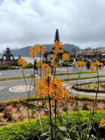 Fire star orchid or Epidendrum radicans with tample and lake background photo