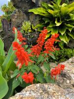 The the scarlet sage or salvia splendens flowers in the garden photo