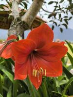 Amaryllis or Hippeastrum Amigo flower has bright red color photo