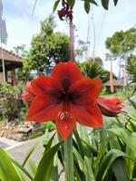 amarilis o hippeastrum amigo flor tiene brillante rojo color foto