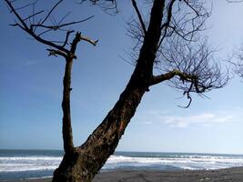 Dead tree with no more leaves at the beach photo