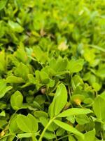 Arachis grass or perennial peanut or pinto peanut or pintoy are vines photo