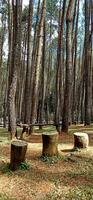 bench made of logs in the middle of a pine forest photo