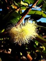 Yellow bright water guava flowers are blooming under the afternoon sun photo