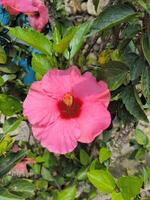 rojo hibisco flor - hibisco rosa-sinensis l - floraciones en el jardín, es llamado kembang sepatu en Indonesia foto