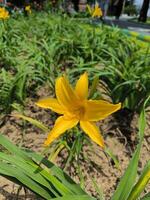 Hemerocallis middendorffii or yellow daylily flower photo