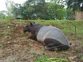 el malayo tapir o tapirus índice, además llamado el asiático tapir, es el mas grande de el cinco especies de tapir y el solamente uno nativo a Asia. foto