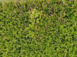 cuphea hyssopifolia, el falso brezo, mexicano brezo, hawaiano brezo o duendecillo hierba, es un pequeño hojas perennes arbusto foto