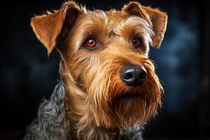 Portrait of Welsh Terrier on a black background, close up cropped photo. Ai art photo