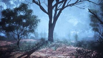 Foggy Forest Filled With Trees in the Australian Bush video