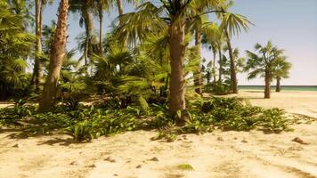 A sandy beach with palm trees and the ocean in the background video