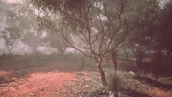 brumeux champ et loin des arbres dans australien buisson video