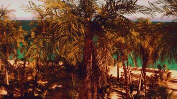 A painting of palm trees on a beach video