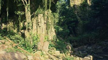 Serene Rocky Forest Path at Midday. mountain path video