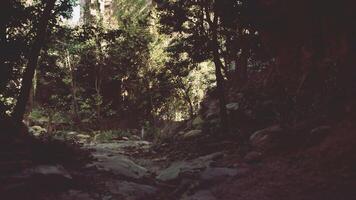 Scenic Dirt Road Surrounded by Trees and Rocks. mountain path video