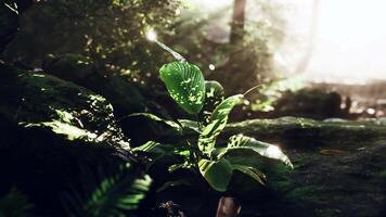 Lush Green Plant Surrounded by Sunlit Tropical Forest video