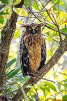 Buffy Fish Owl bird sitting on a branch on tree photo