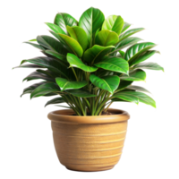 A vibrant Ficus elastica, or rubber plant, in a terracotta pot png