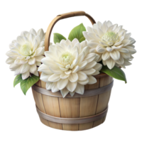 A trio of white dahlias displayed in a rustic basket png