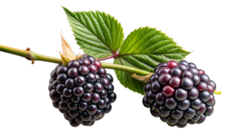 Ripe blackberries on a branch with green leaf isolated png