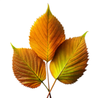 Vibrant autumn leaves isolated on transparent background png