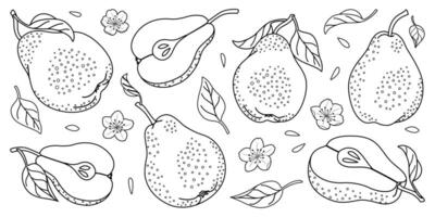 Pear line art set. Minimalistic Simple Hand Drawn. Retro style. Whole and Sliced pears with seeds, flowers and leaves. Isolated on white. Coloring page Black and white illustration. vector