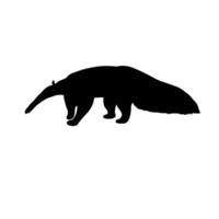 descripción de negro oso hormiguero vector