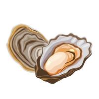 Oysters isolated on black background. vector