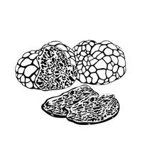 Black truffles isolated on a white background. vector