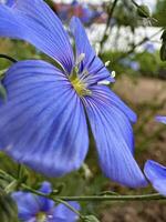 vívido azul linaza flores con delicado pétalos y brillante amarillo centros, en un natural jardín ajuste foto