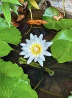 un hermosa agua lirio flor cierne entre verde hojas en un tranquilo estanque, con crujiente agua gotas en pétalos foto