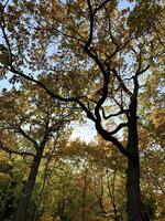 A serene view looking up at the sunlit autumn leaves in a forest, capturing the essence of fall tranquility photo