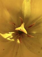 Vibrant close-up shot of a golden yellow tulip's interior, highlighting the detailed textures and patterns of the petals and stamen photo