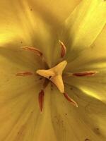 vibrante de cerca Disparo de un dorado amarillo tulipán interior, destacando el detallado texturas y patrones de el pétalos y estambre foto