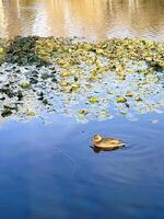 Ducks swim in a tranquil pond surrounded by autumnal trees with vivid reflections on the waters surface, perfect for seasonal themes photo