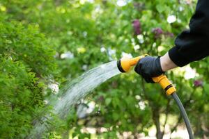 Working watering garden from hose. Hand with garden hose watering plants, close up, blurred background. Gardening concept photo