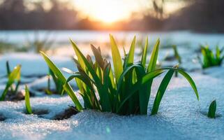 a de invierno fin, primavera es próximo, a amanecer el nieve-derritiéndose-verde césped antecedentes. foto