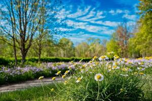 Beautiful blurred spring background nature with chamomile, trees and blue sky on a sunny day. photo